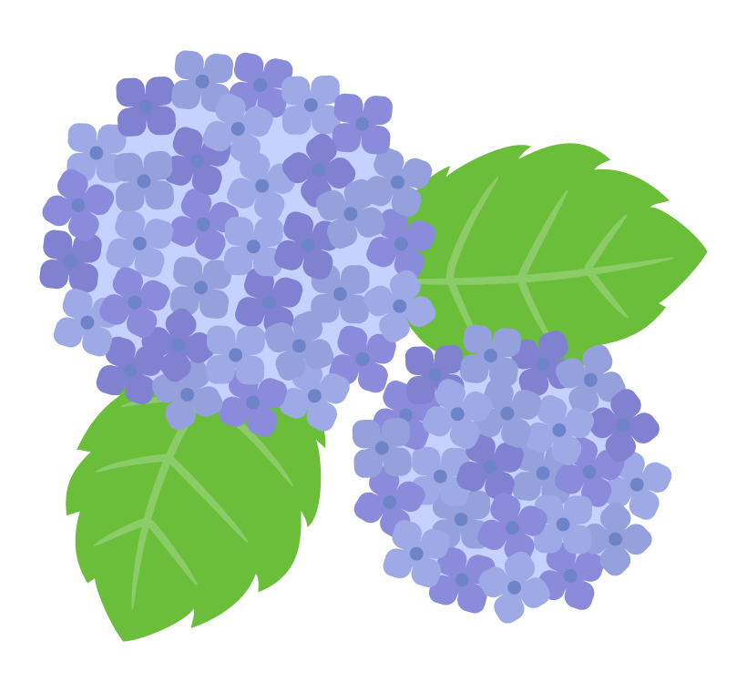 紫陽花（あじさい）の花のイラスト