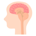 頭と脳のイラスト
