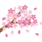 満開の枝付きの桜のイラスト
