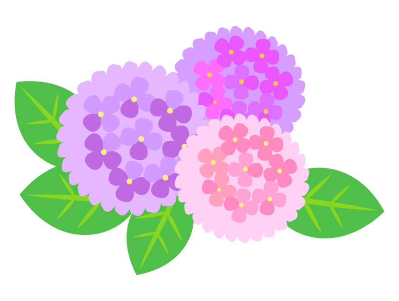 綺麗な三色の紫陽花のイラスト