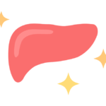 健康で元気な肝臓のイラスト