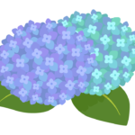 青と緑の紫陽花（あじさい）のイラスト