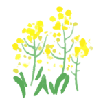 水彩画タッチの菜の花のイラスト