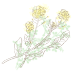 手書き風タッチの菜の花のイラスト