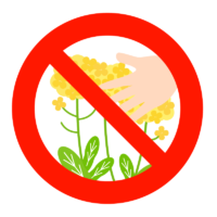 「菜の花を採らないでください」のイラスト