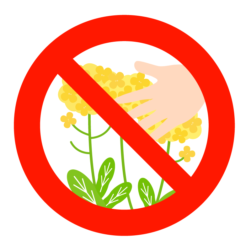 菜の花を採らないでください のイラスト 無料のフリー素材 イラストエイト