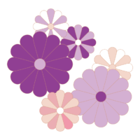 紫色の菊の花のイラスト