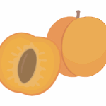 杏子（あんず）のイラスト