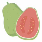 グァバのイラスト