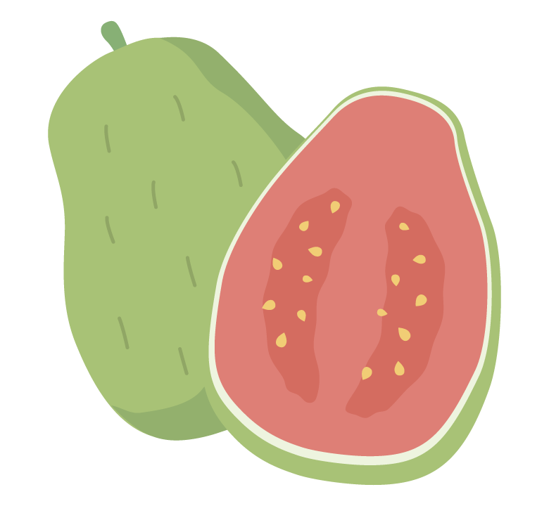 グァバのイラスト