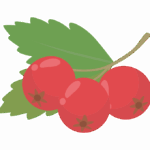 サンザシのイラスト