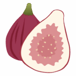 イチジク（無花果）のイラスト