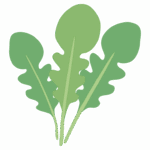 ルッコラのイラスト