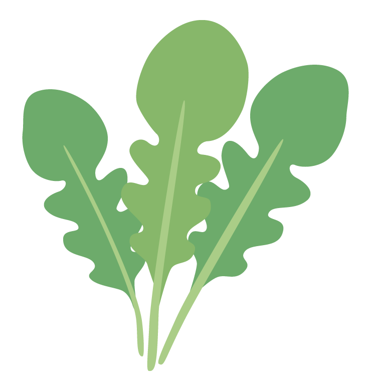 ルッコラのイラスト