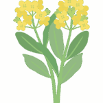 アスパラ菜のイラスト