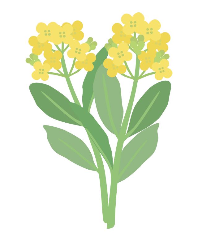 アスパラ菜のイラスト