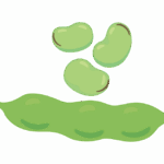 そら豆のイラスト