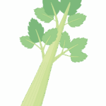 セロリのイラスト
