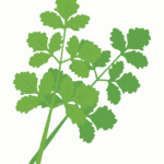 パクチーのイラスト