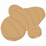 しょうがのイラスト