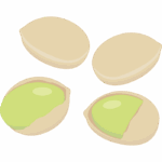 ぎんなん（銀杏）のイラスト