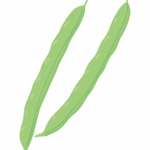 サヤインゲンのイラスト