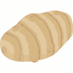 キクイモのイラスト