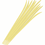黄ニラのイラスト