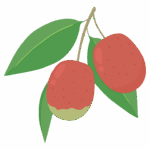 ナツメのイラスト