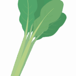 野沢菜のイラスト