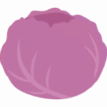 紫キャベツのイラスト