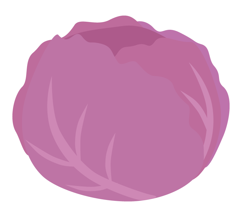 紫キャベツのイラスト