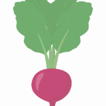 赤カブのイラスト