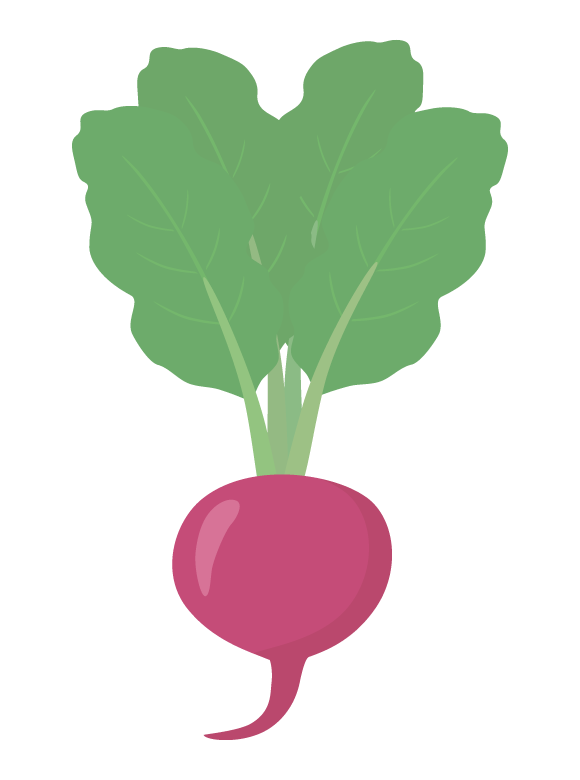 赤カブのイラスト