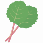 ルバーブのイラスト02
