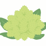 ロマネスコのイラスト