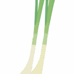 エシャロットのイラスト
