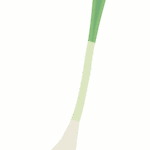 島らっきょうのイラスト