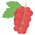 スグリのイラスト