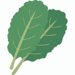 ケールのイラスト