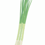 わけぎのイラスト