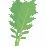 わさび菜のイラスト
