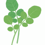 クレソンのイラスト