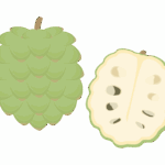 アテモヤのイラスト