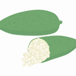 フィンガーライムのイラスト