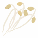 豆もやしのイラスト