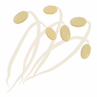 豆もやしのイラスト