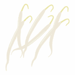 もやしのイラスト