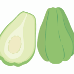 ハヤトウリのイラスト