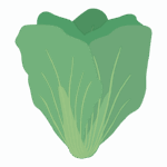 広島菜のイラスト